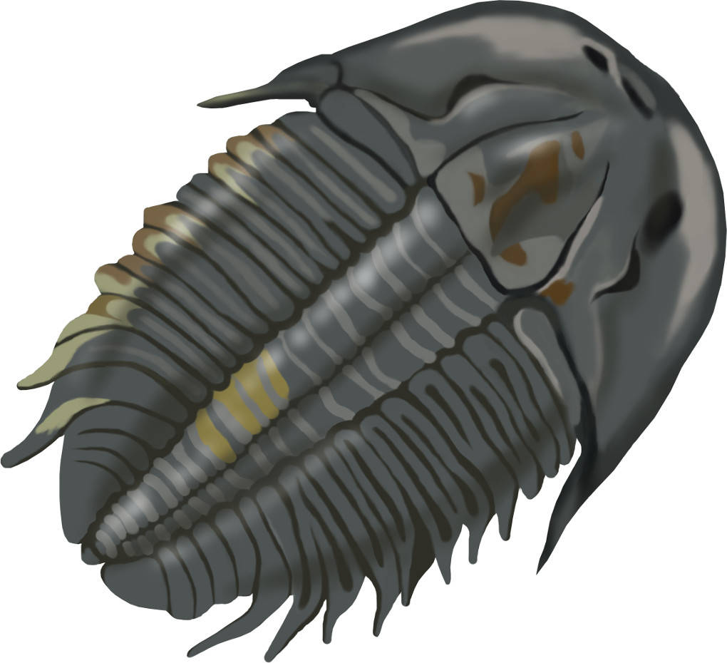 Trilobit.jpg