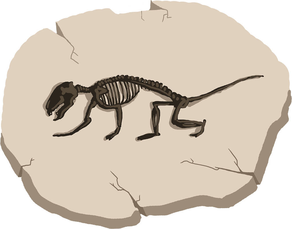 Säugetierfossil.jpg