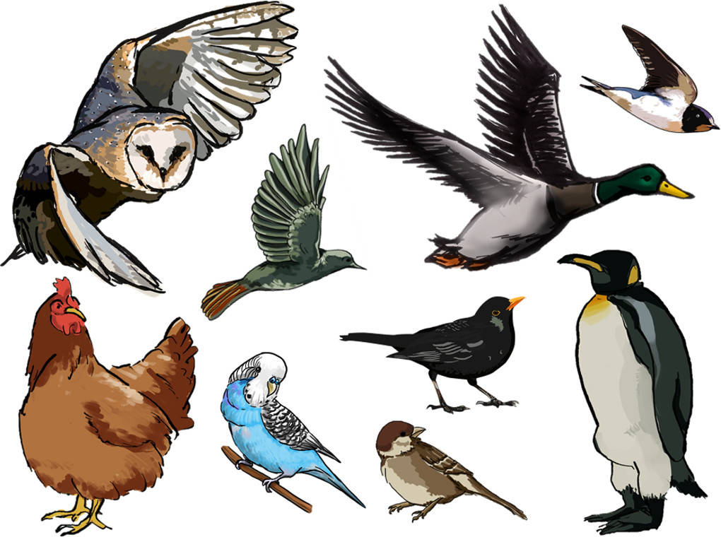 Vögel.jpg