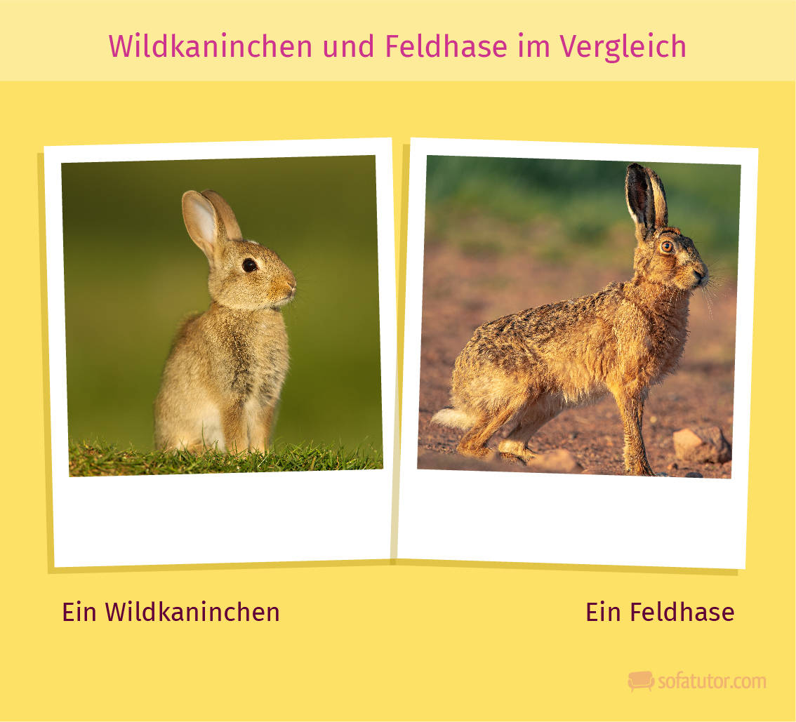 Feldhase Kaninchen Lebensweise Unterschiede Erkl rt feldhase-kaninchen-lebensweise-unterschiede-erkl-rt