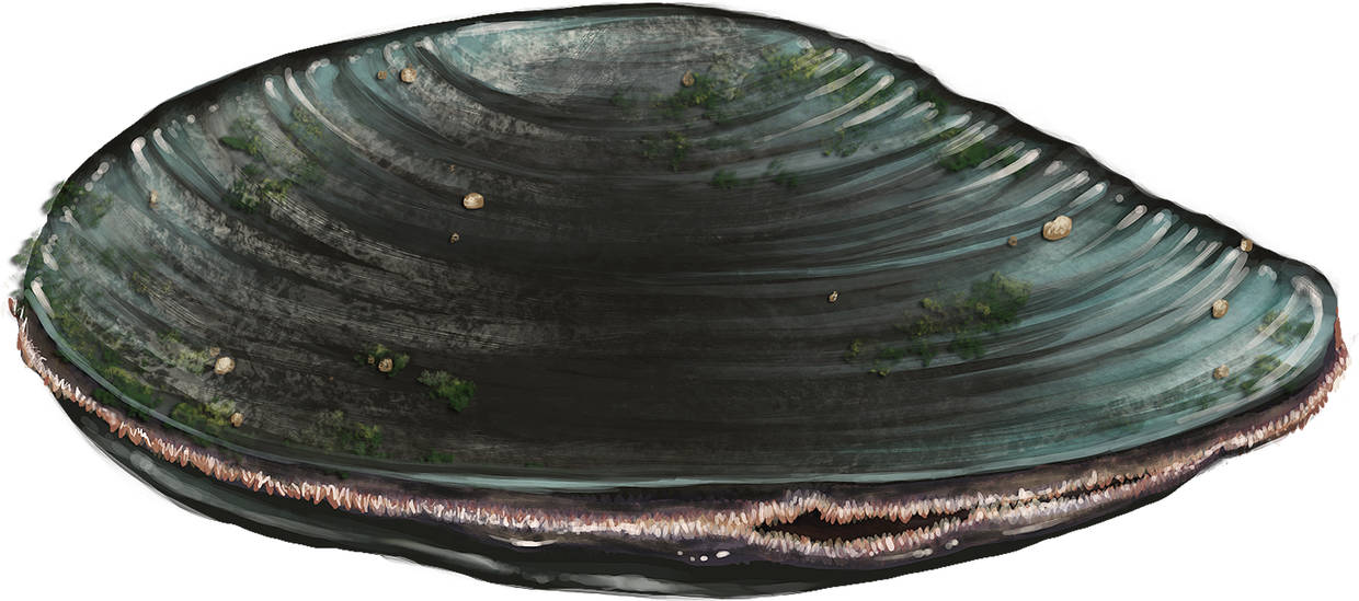 flussperlmuschel-frontal.jpg
