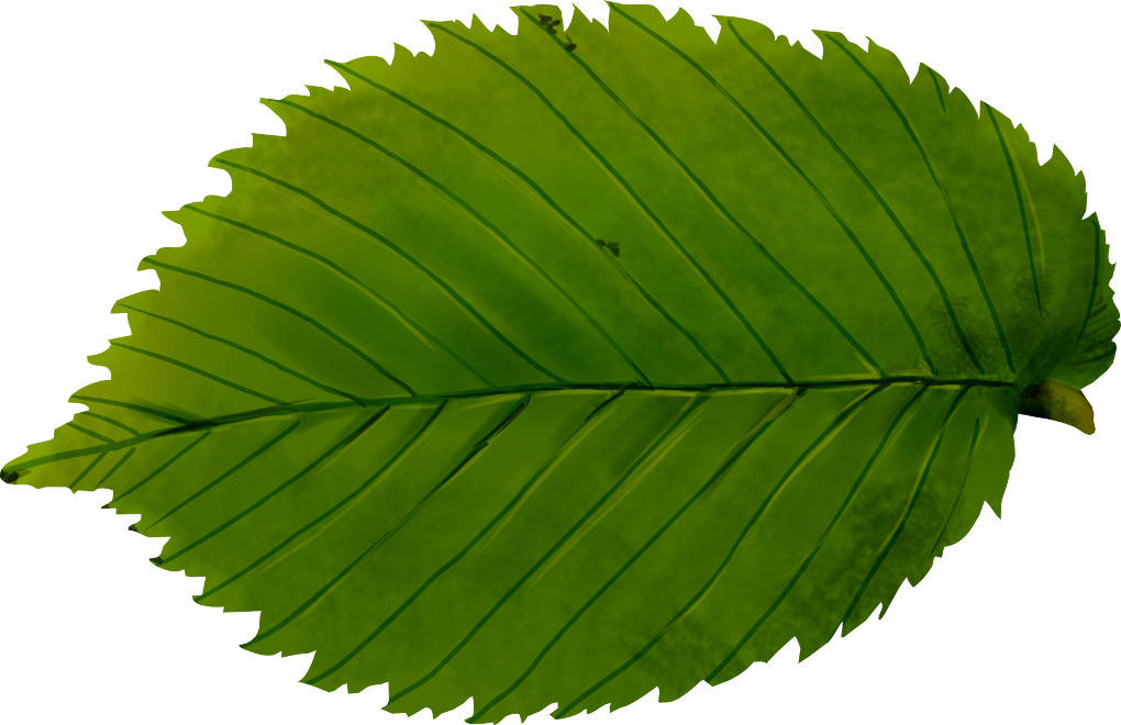 Laubblatt