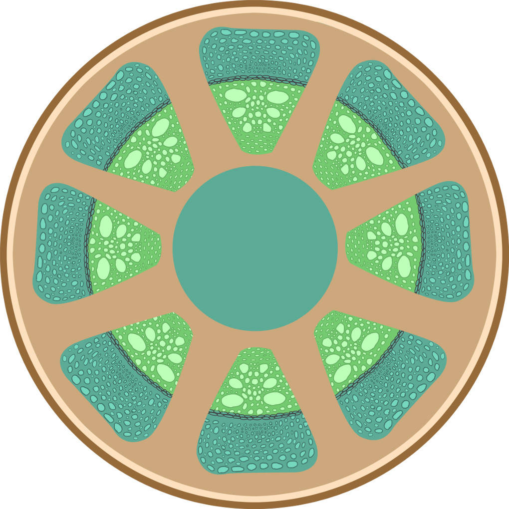 Sprossquerschnitt