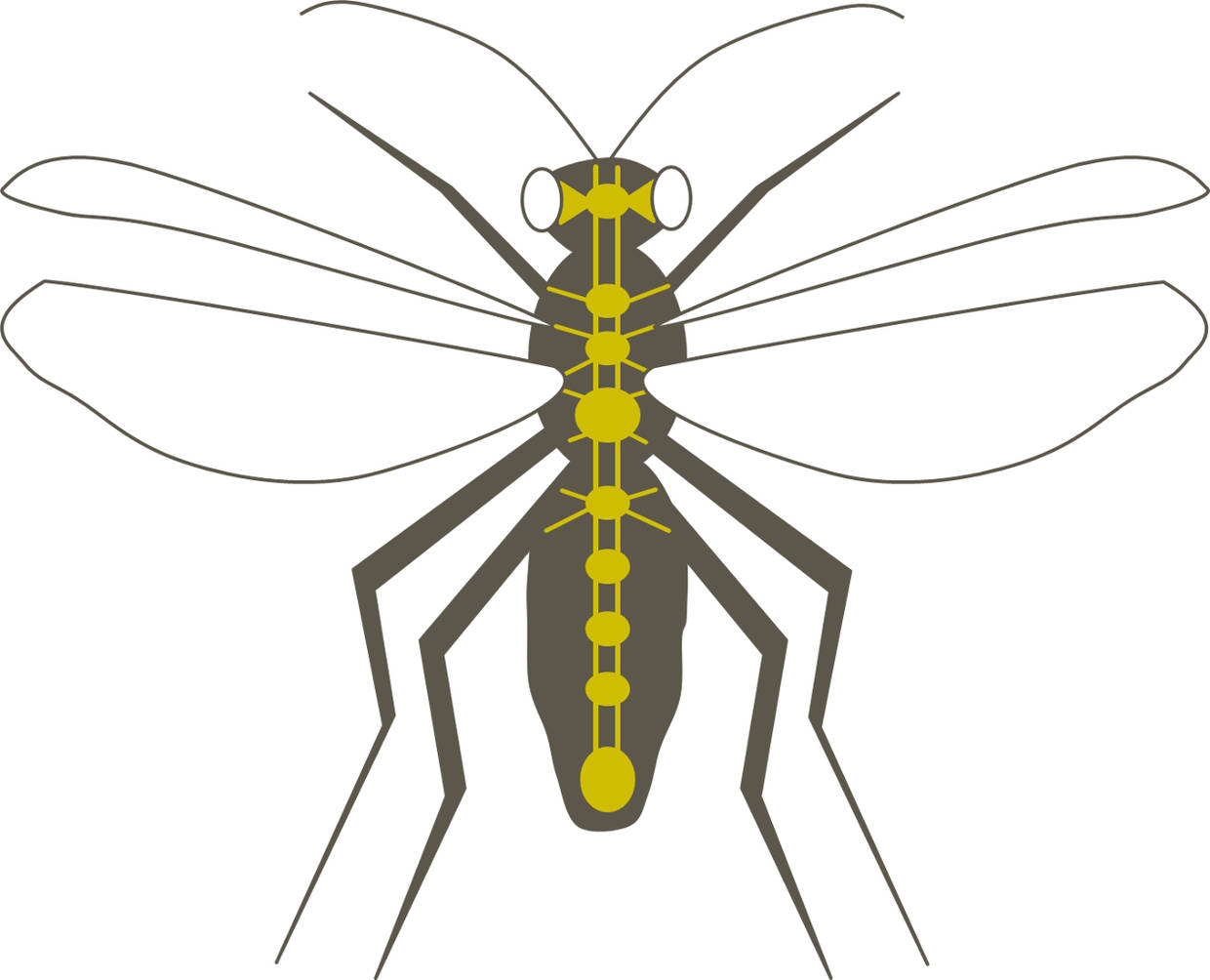 Strickleiternervensystem einer Fliege.jpg