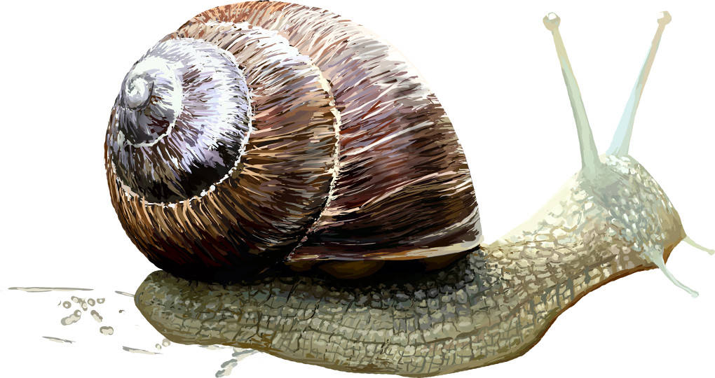 Gehäuseschnecke.jpg