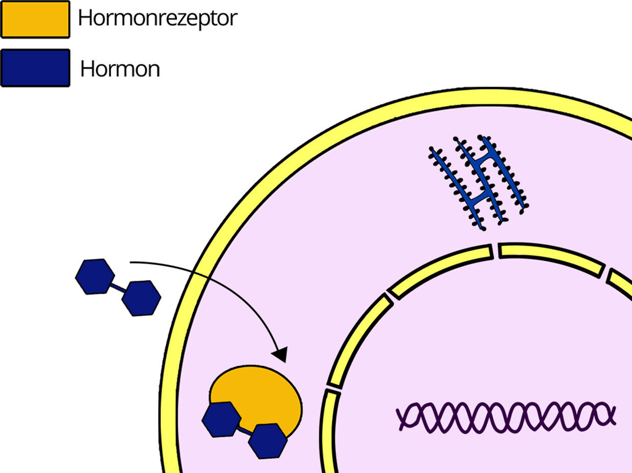 11313-Hormonwirkung_3.jpg