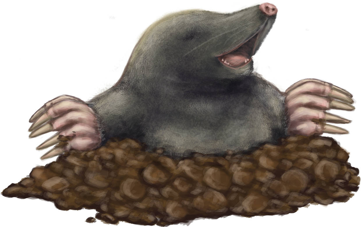 Maulwurf im Hügel.jpg