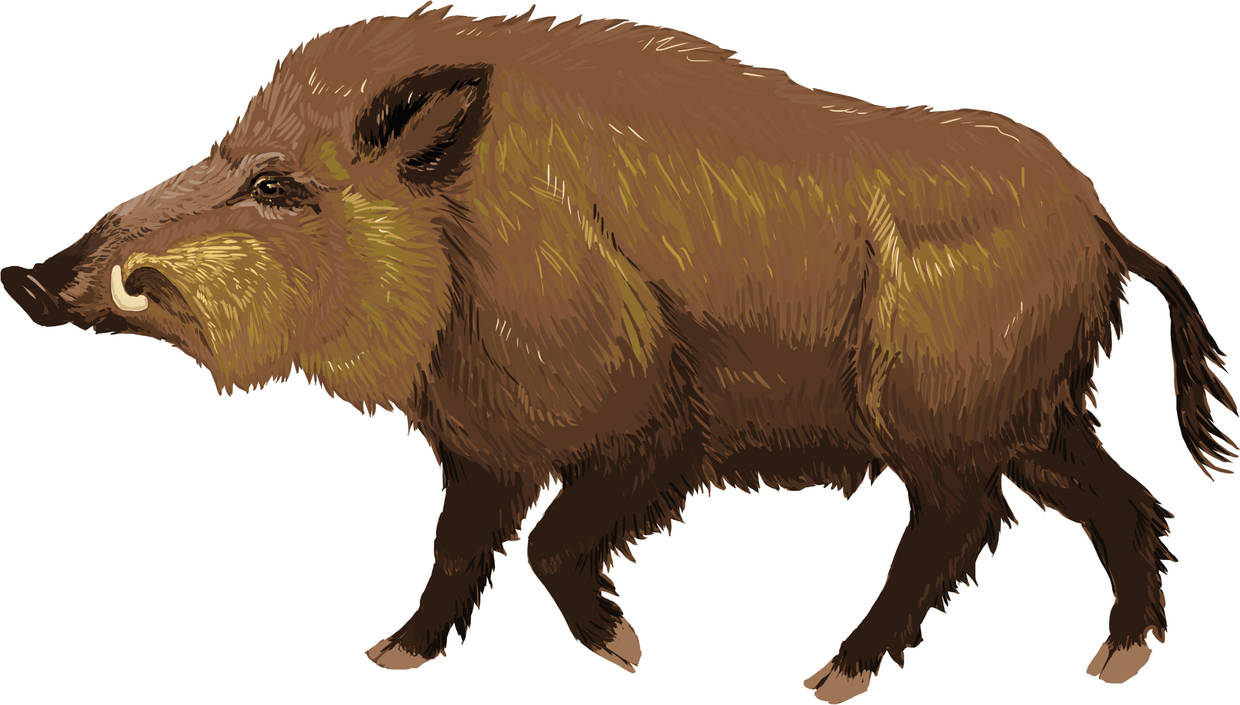 Wildschwein.jpg