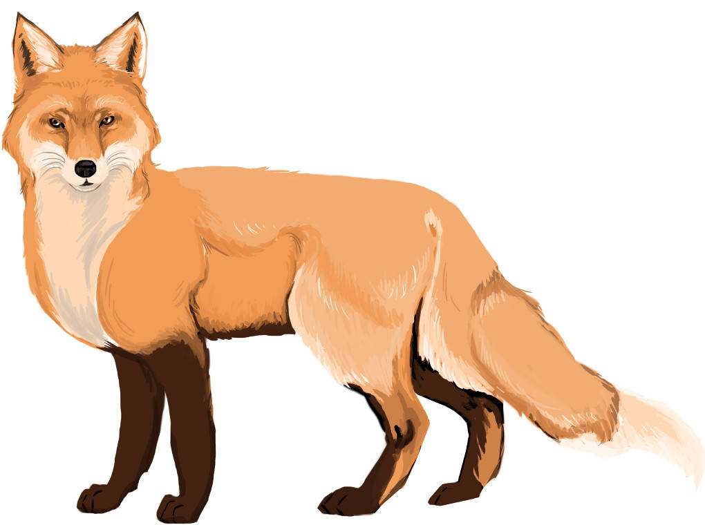 Fuchs.jpg