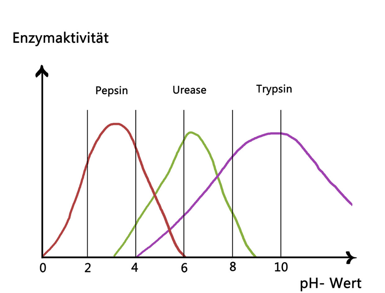 Optimumskurve von drei Enzymen.jpg