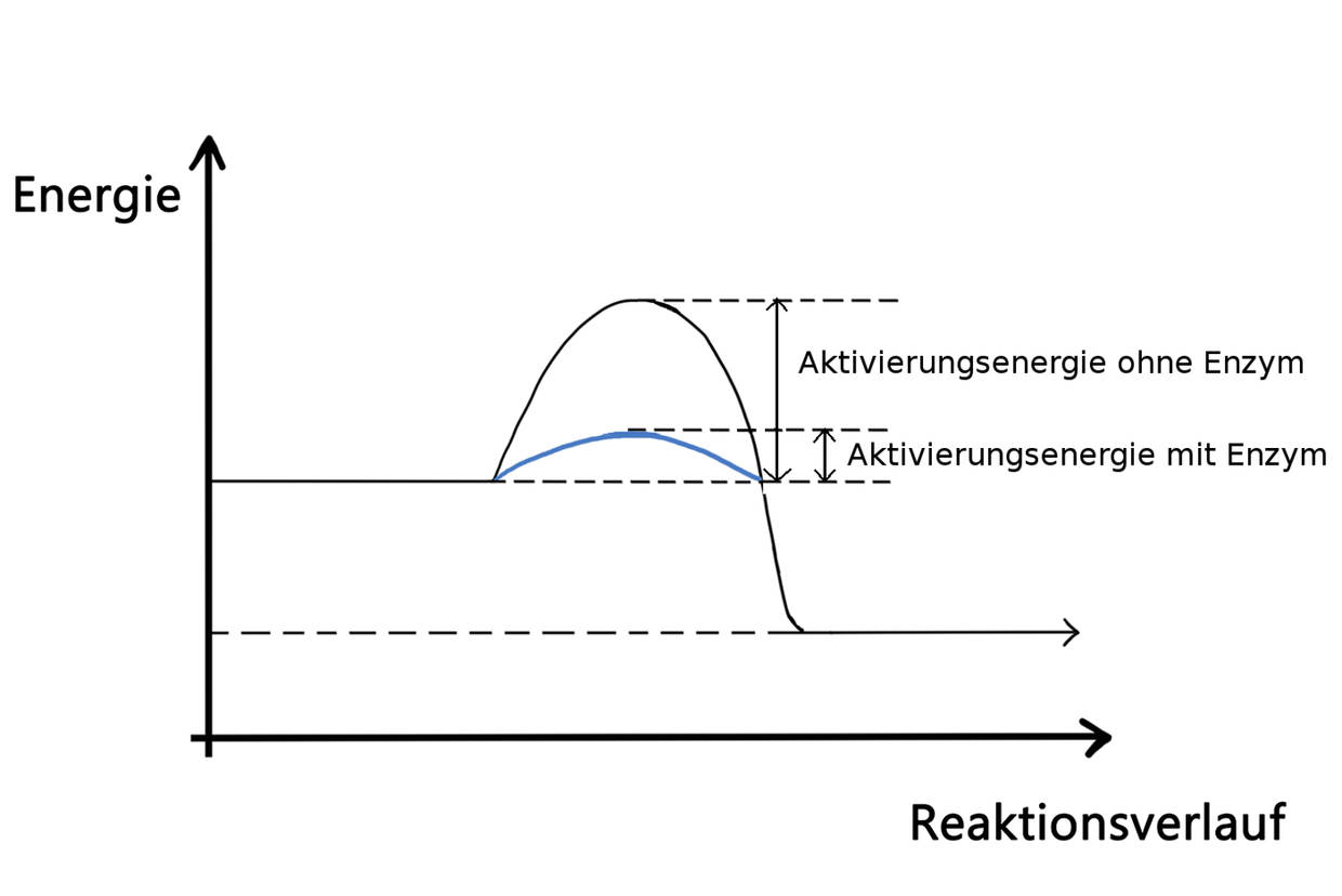 Senkung der Aktivierungsenergie mit Enzymen.jpg