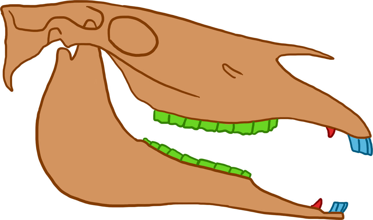 Gebiss des Pferdes