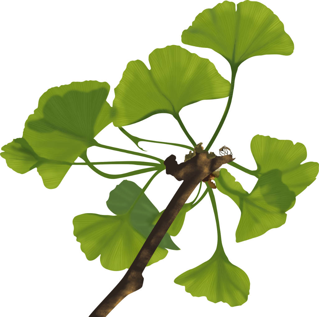 ginko.jpg