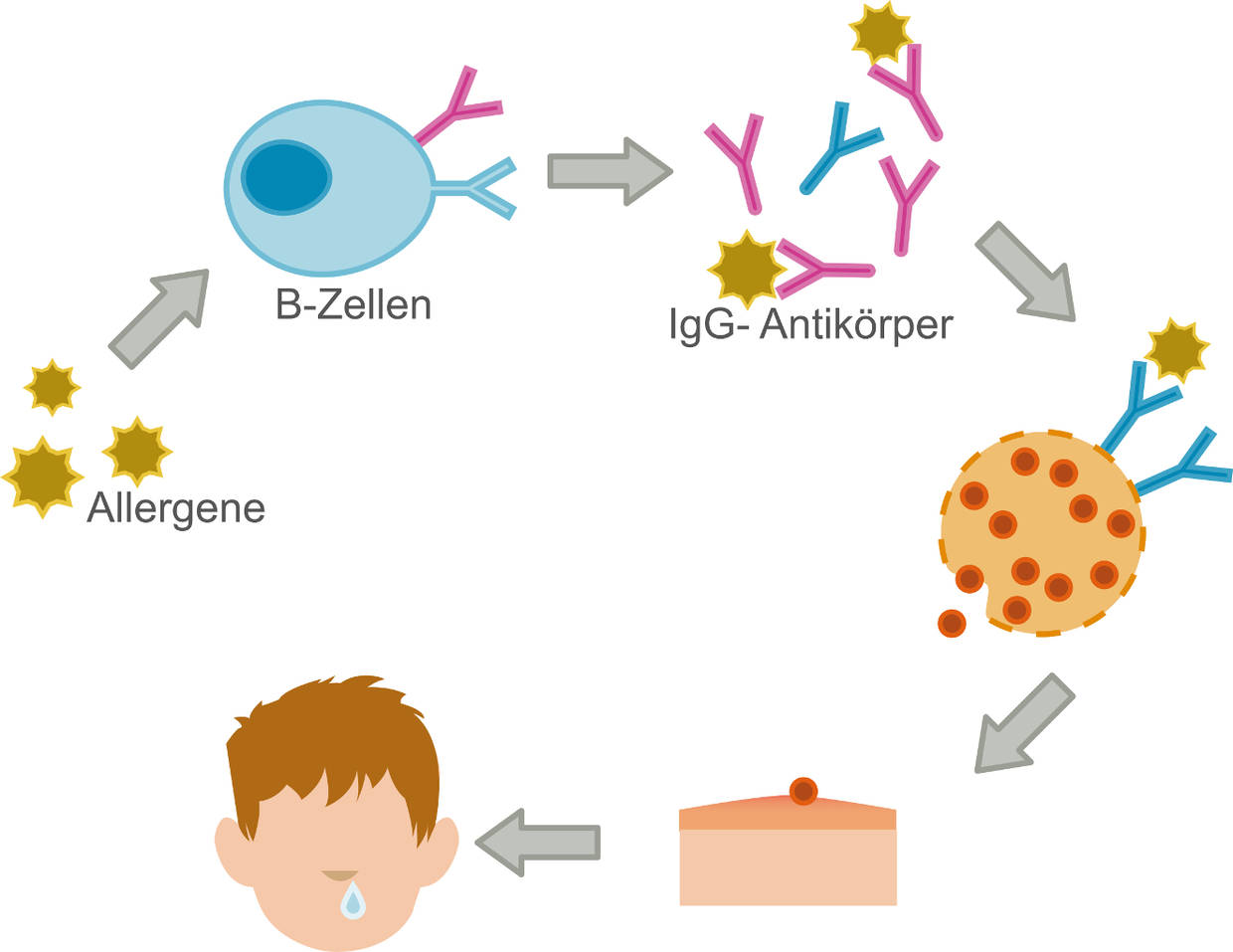 Ablauf einer allergischen Reaktion