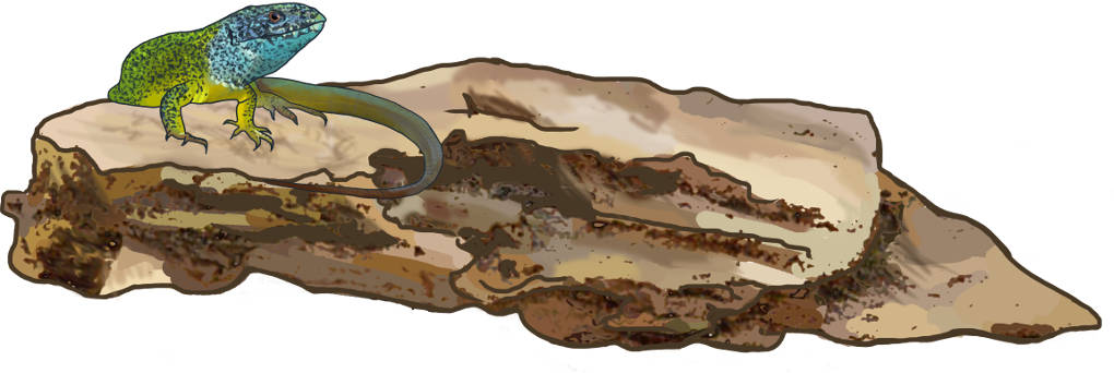 Reptil beim Sonnenbaden