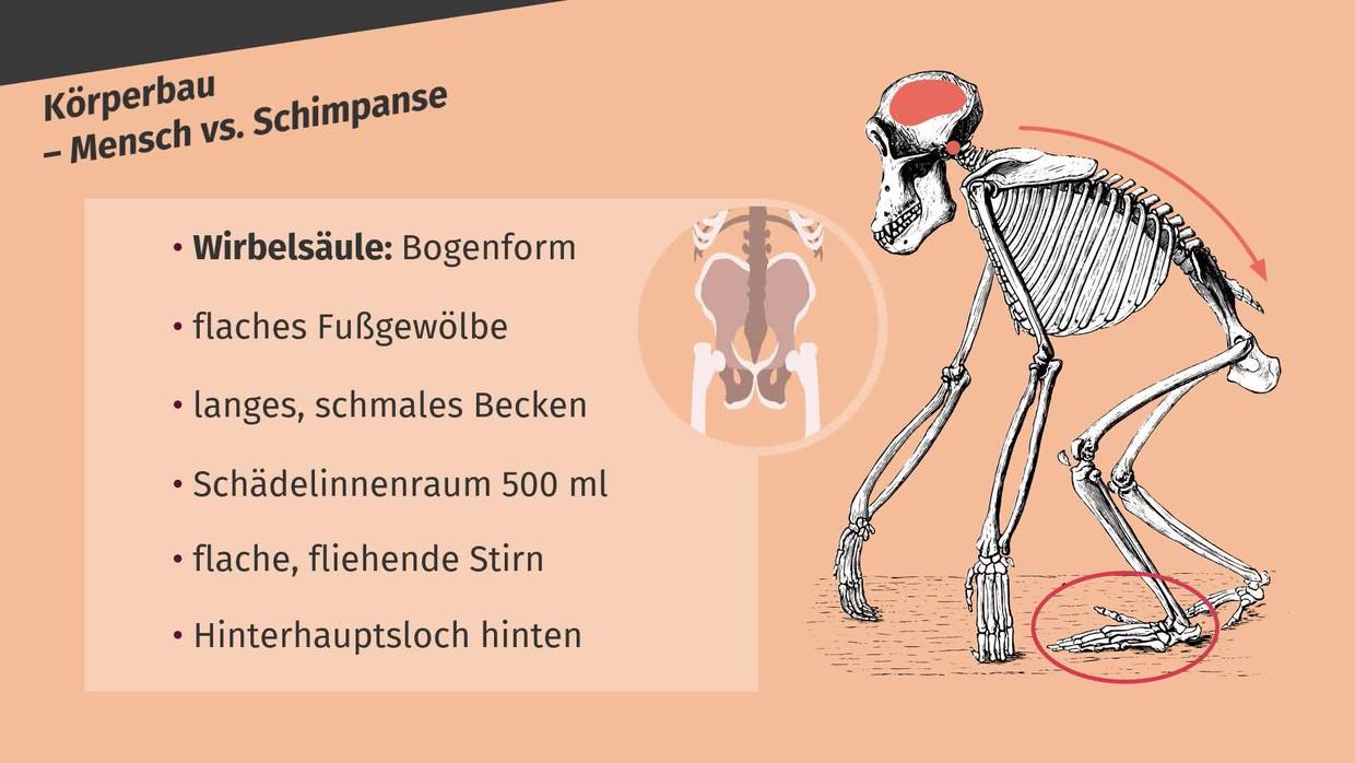 Unterschied Mensch Affe Tabelle Evolution von Mensch & Schimpanse inkl. Übungen