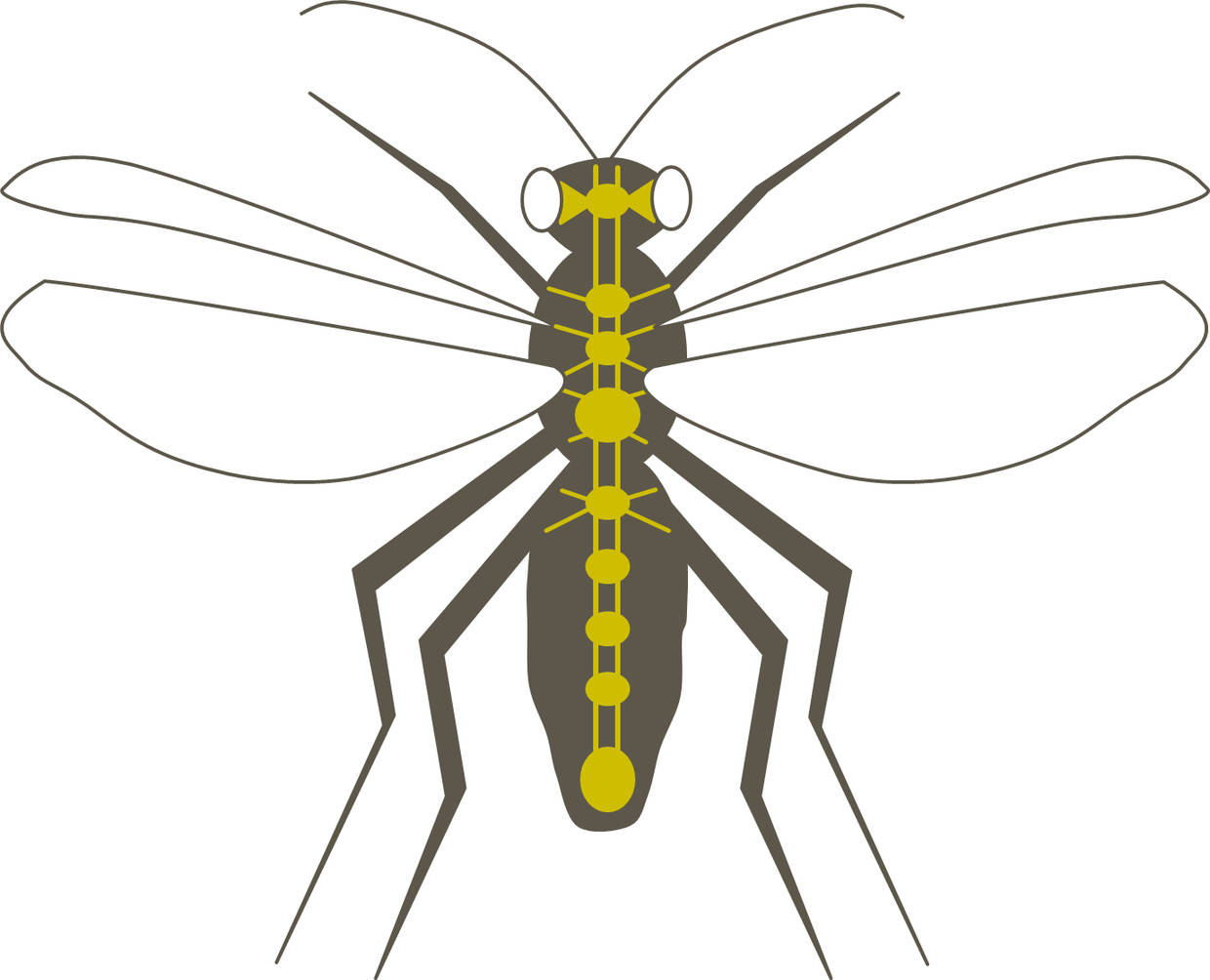 Strickleiternervensystem einer Fliege.jpg