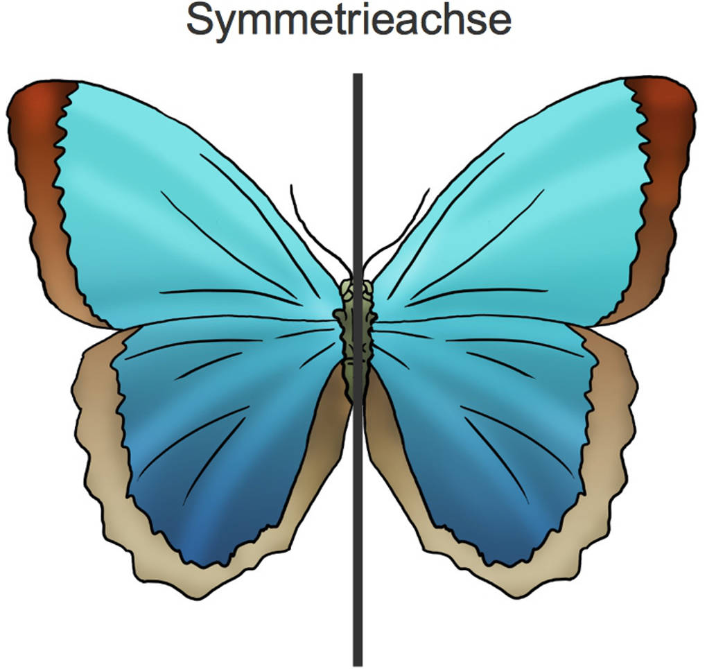 1099_Schmetterling.jpg