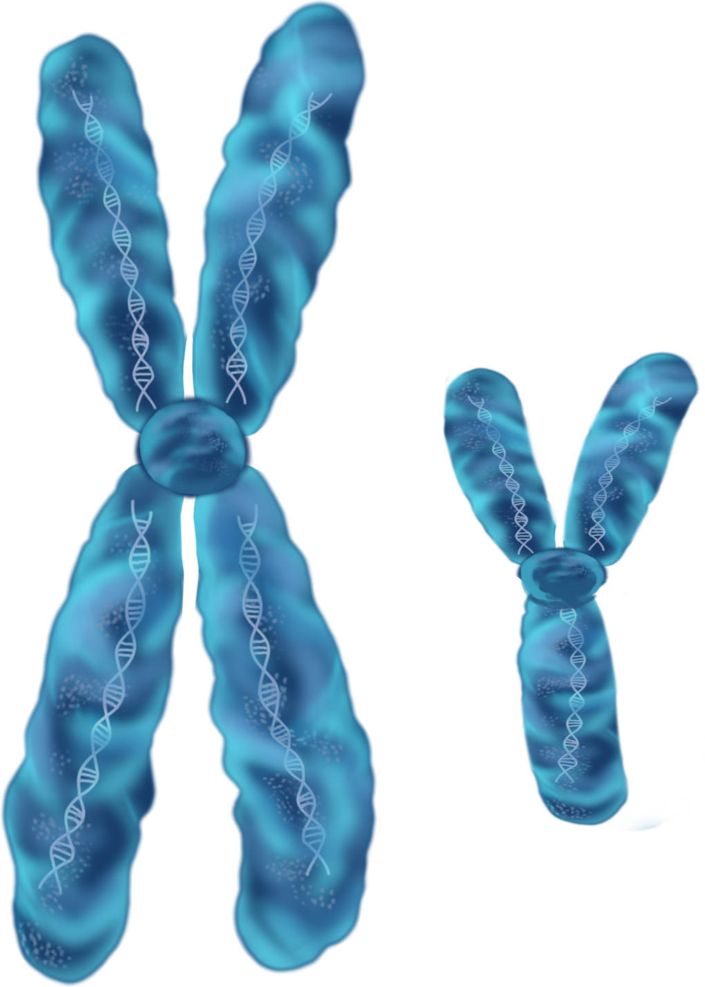 X- und Y-Chromosom