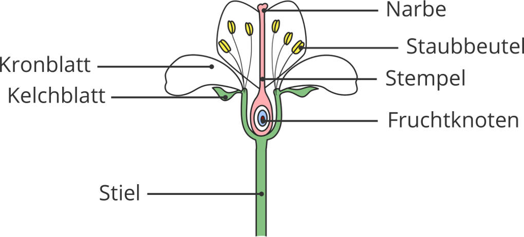Blüte