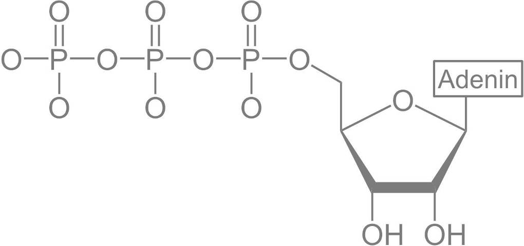 Strukturformel_von_Adenosintriphosphat.jpg