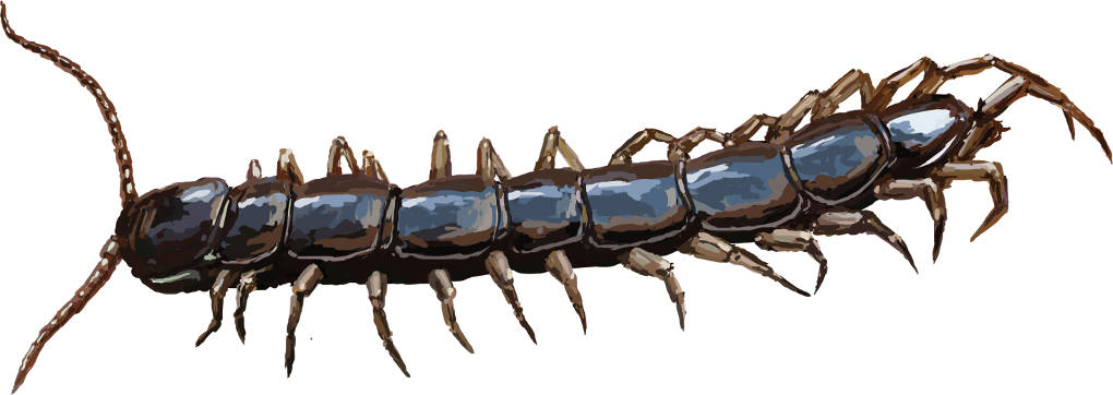 Steinläufer.jpg