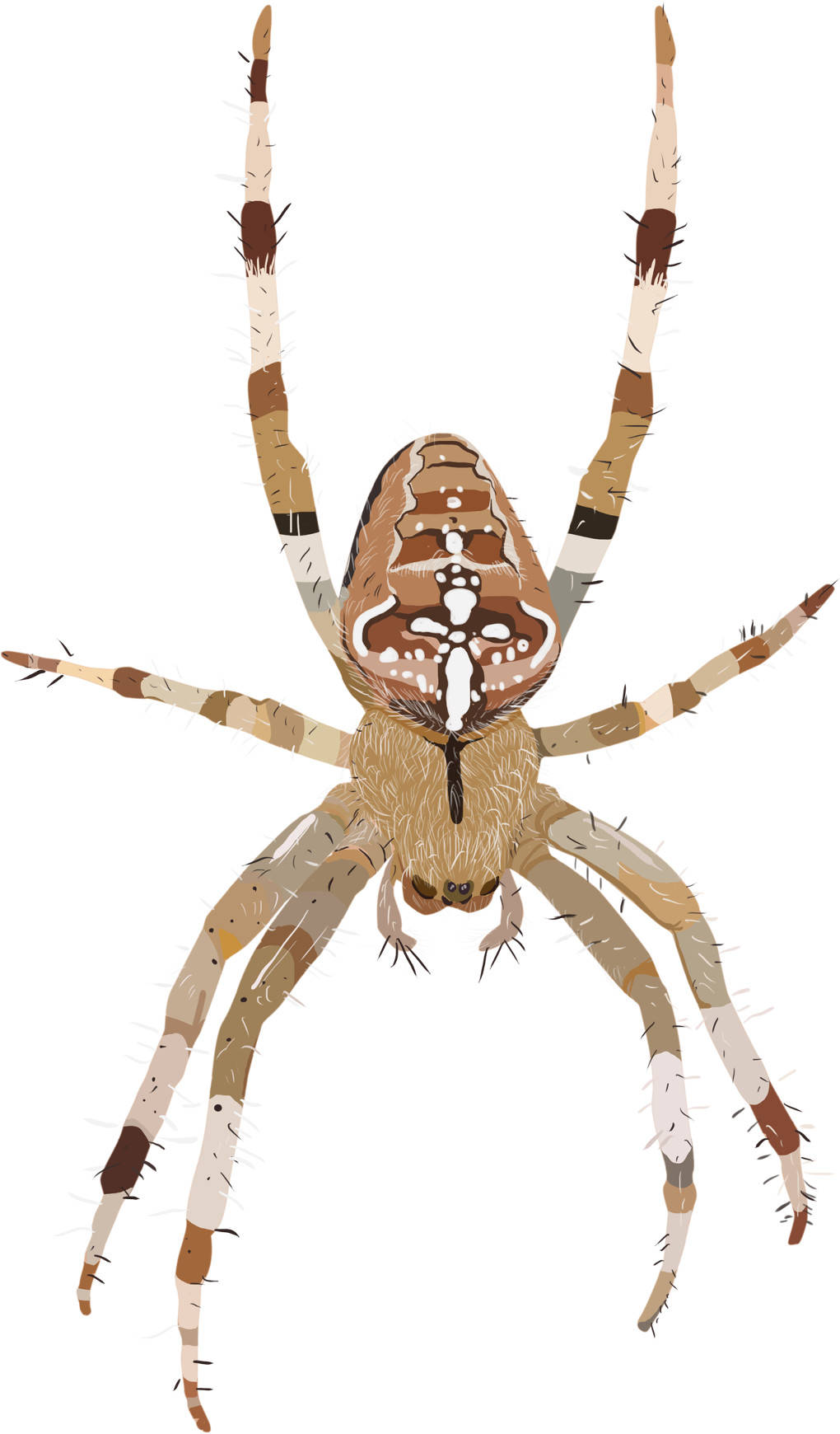 Kreuzspinne.jpg