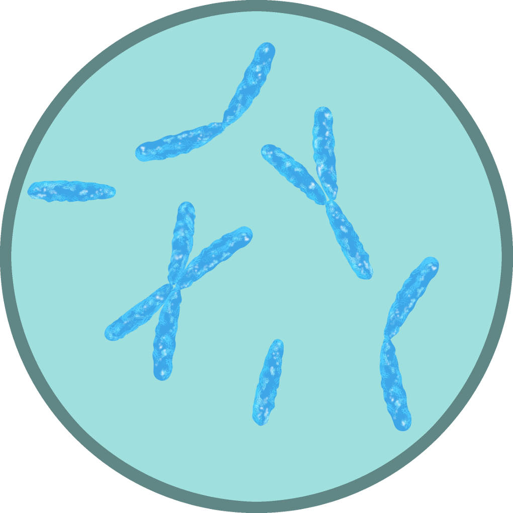Chromosomen durch das Mikroskop