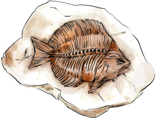 Fossil.jpg