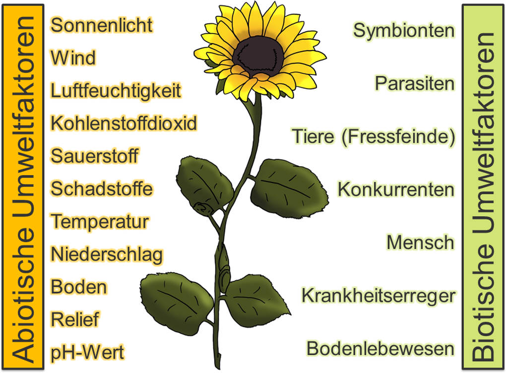 Abiotische Faktoren und biotische Faktoren