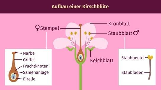 Kirschblüte Aufbau Einer Blüte Arbeitsblatt www.sofatutor.com