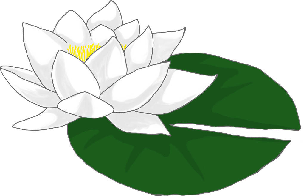 Seerose