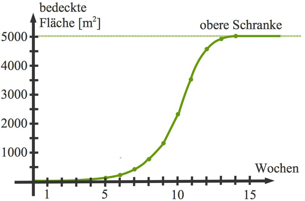 Grafik Wachstum Seerose