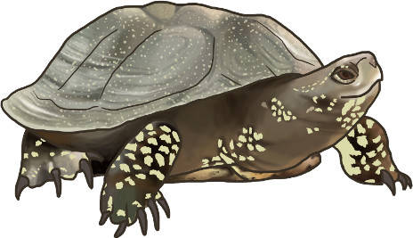 Schildkröte