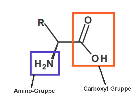 aminosäure.jpg
