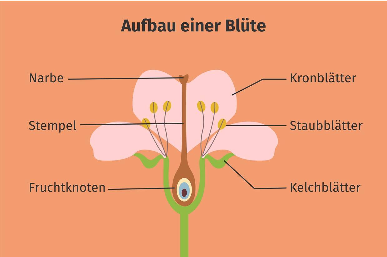 Aufbau einer Blüte