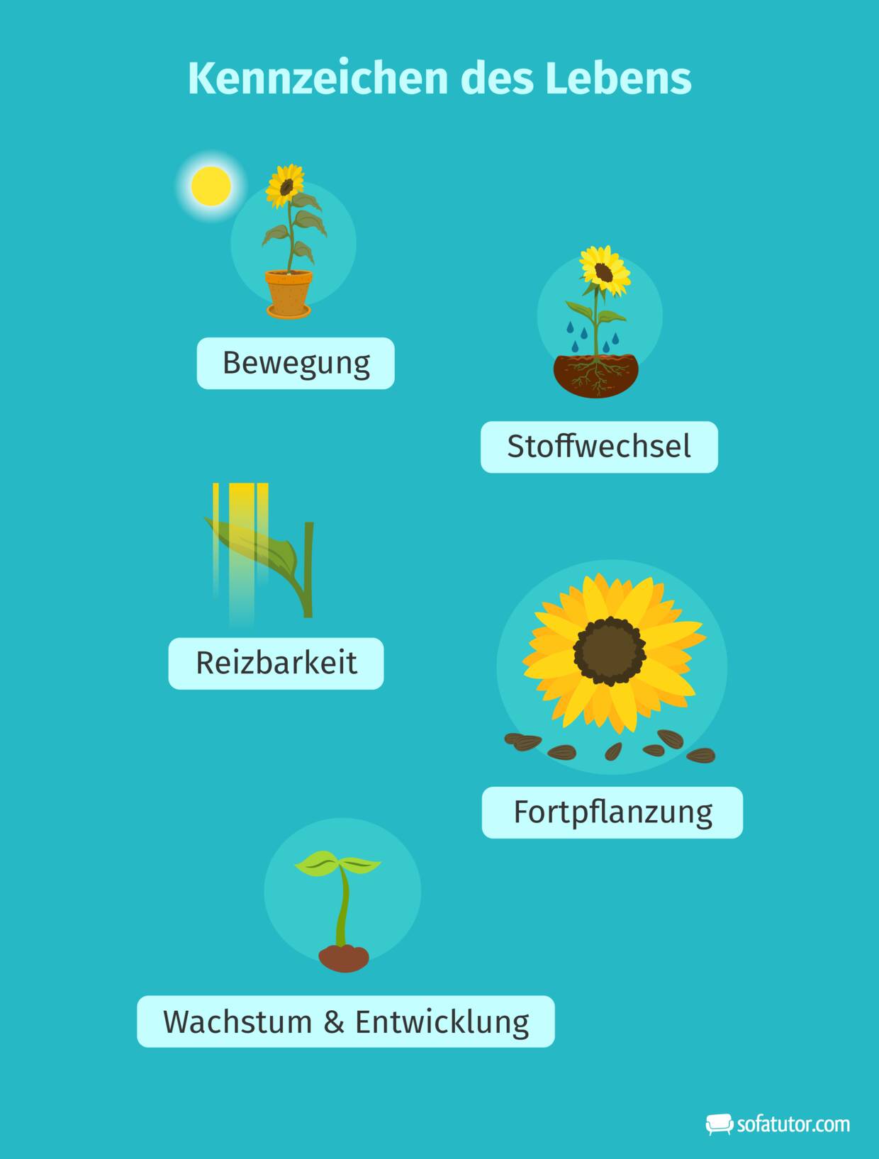 Kennzeichen des Lebens am Beispiel Sonnenblume