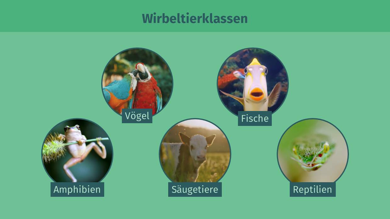 die fünf Wirbeltierklassen