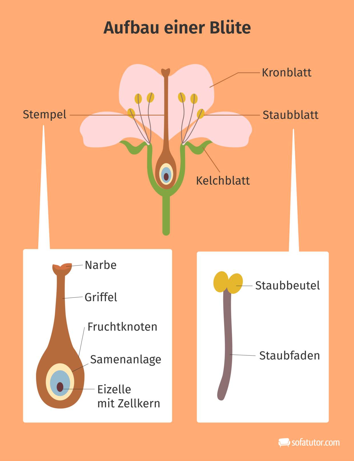 staubblatt