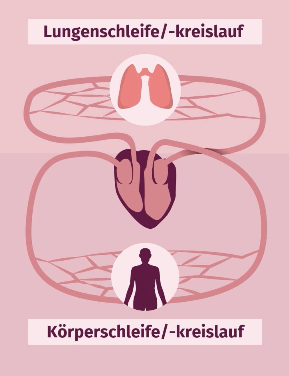 Lungen- und Körperschleife Blutkreislauf