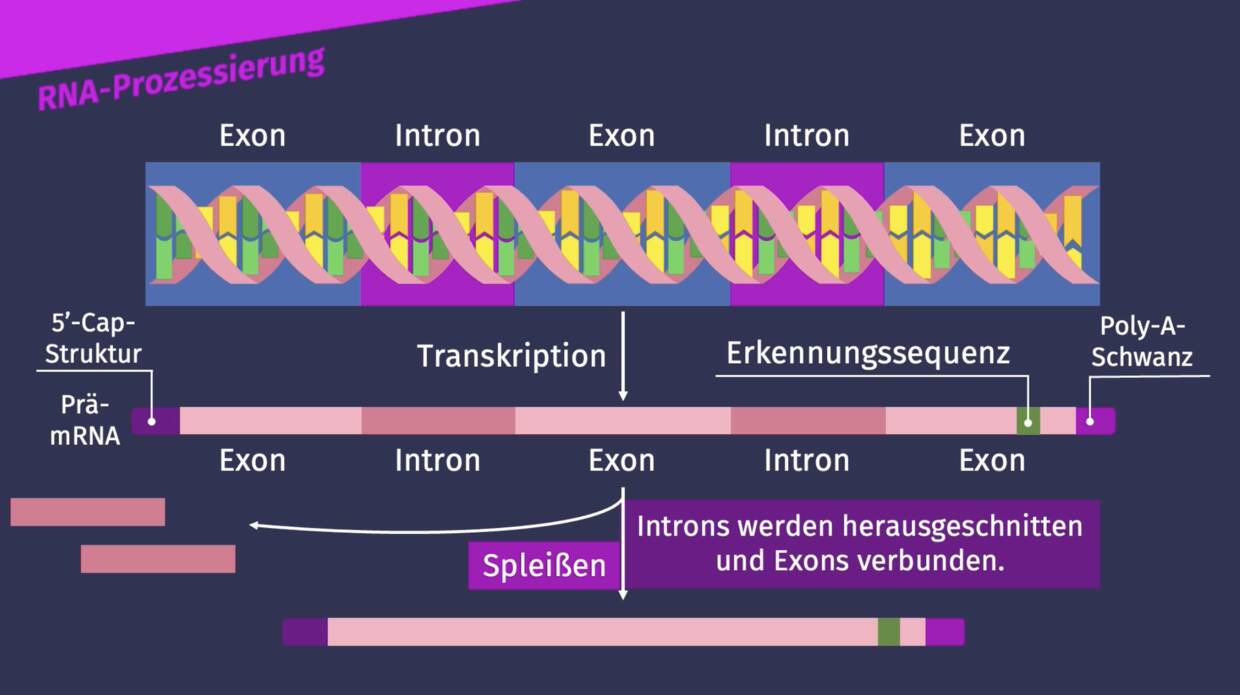 RNA Prozessierung RNA Prozessierung
