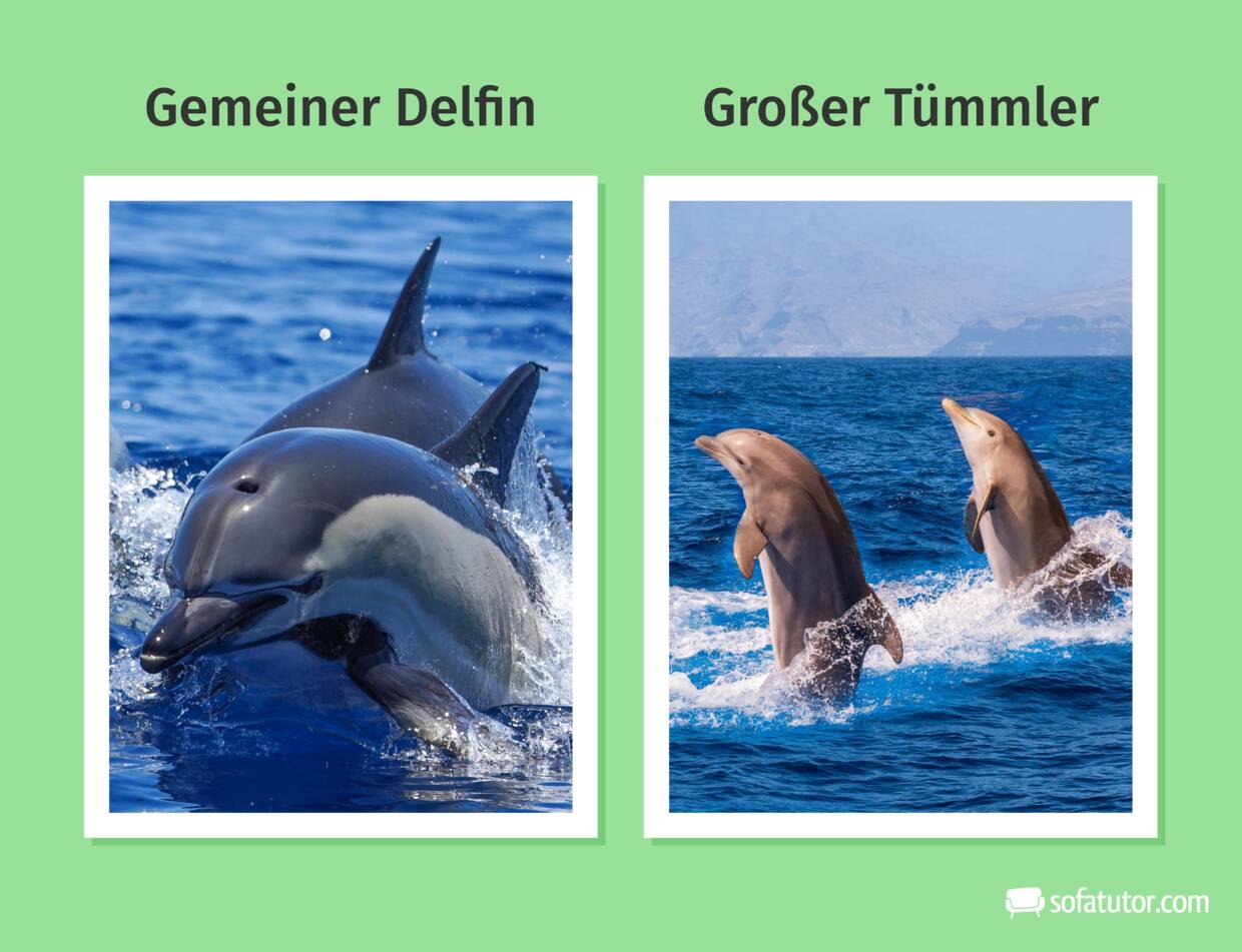 Gemeiner_Delfin_Großer_Tümmler Gemeiner_Delfin_Großer_Tümmler