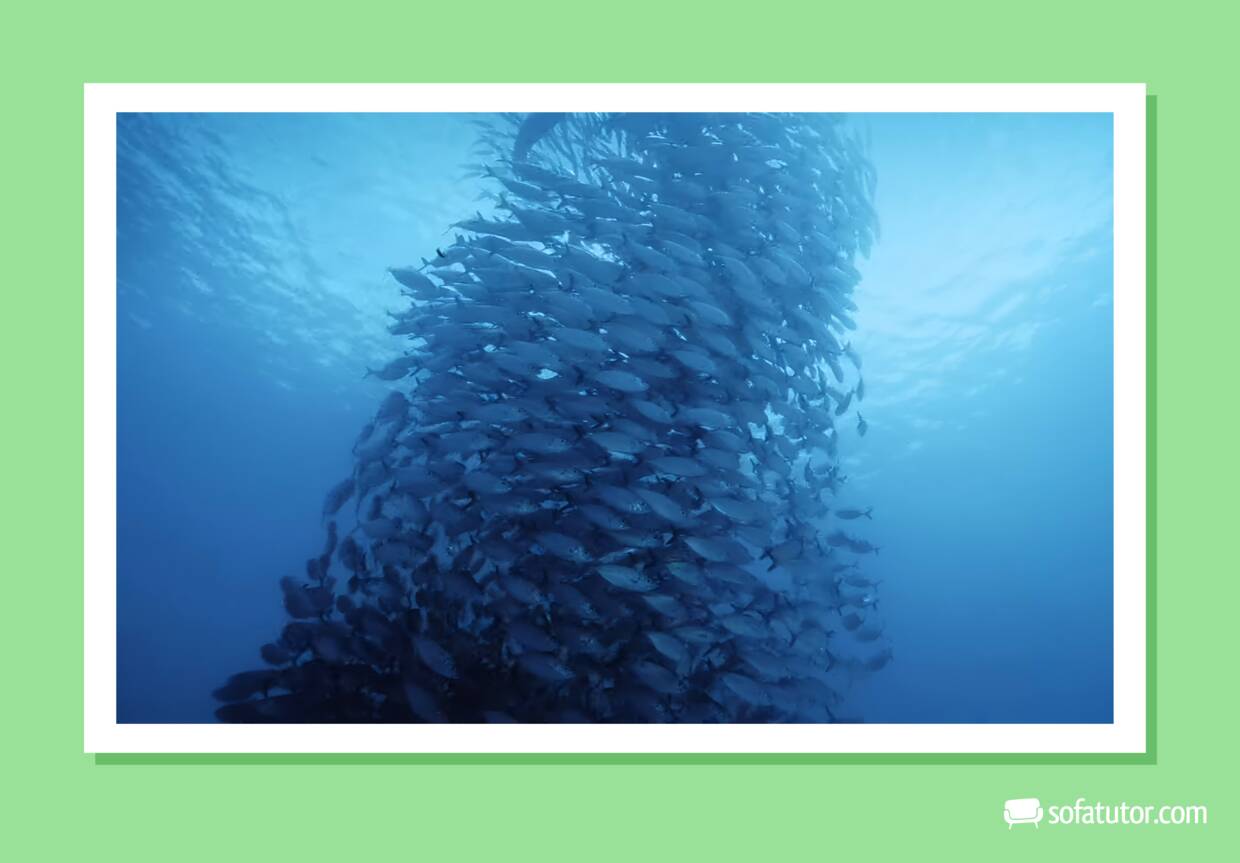 Schwarmintelligenz_Fischschwarm Schwarmintelligenz_Fischschwarm