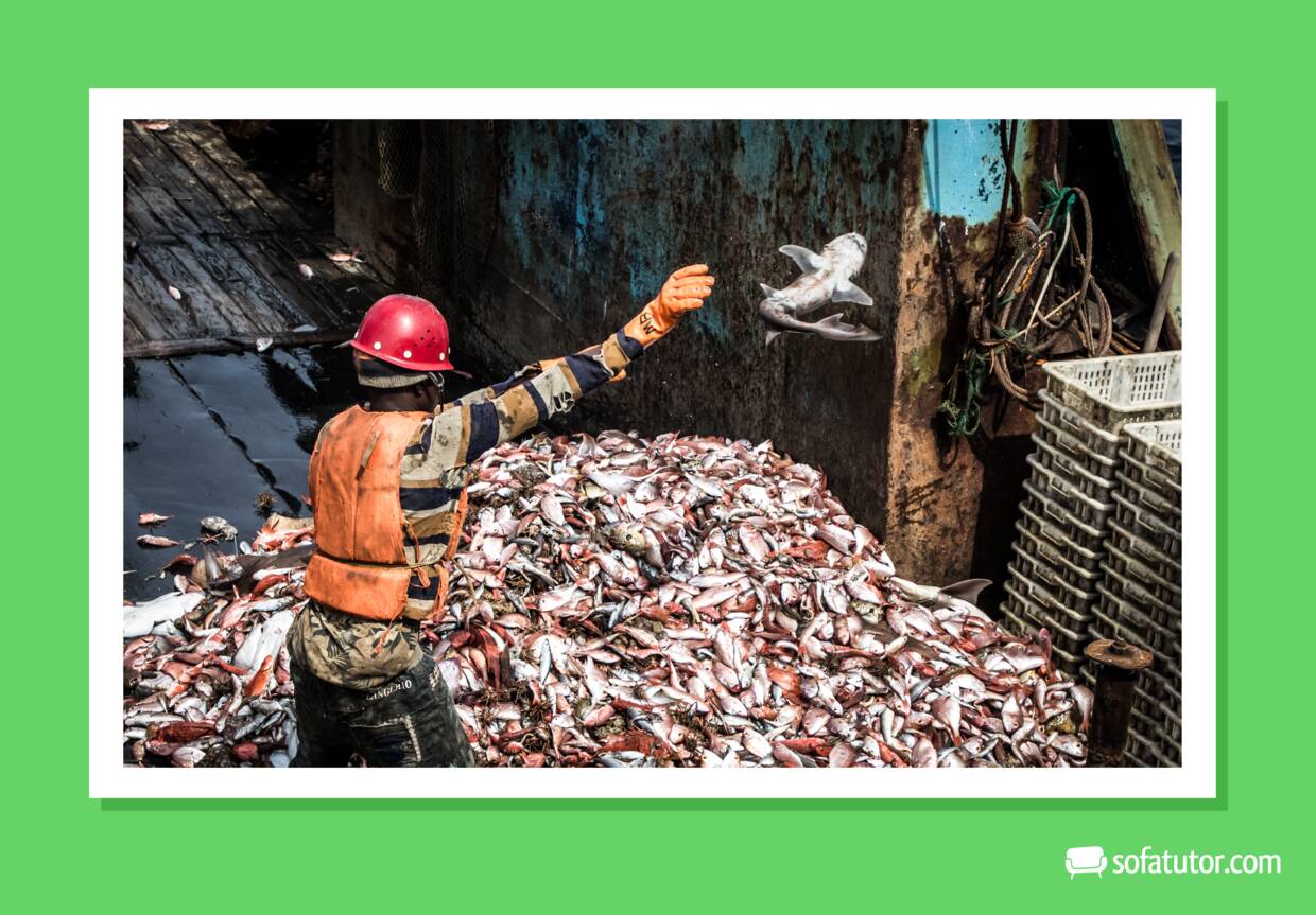 Fischer_wirft_einen_Hai_zurueck_ins_Meer Fischer_wirft_einen_Hai_zurueck_ins_Meer