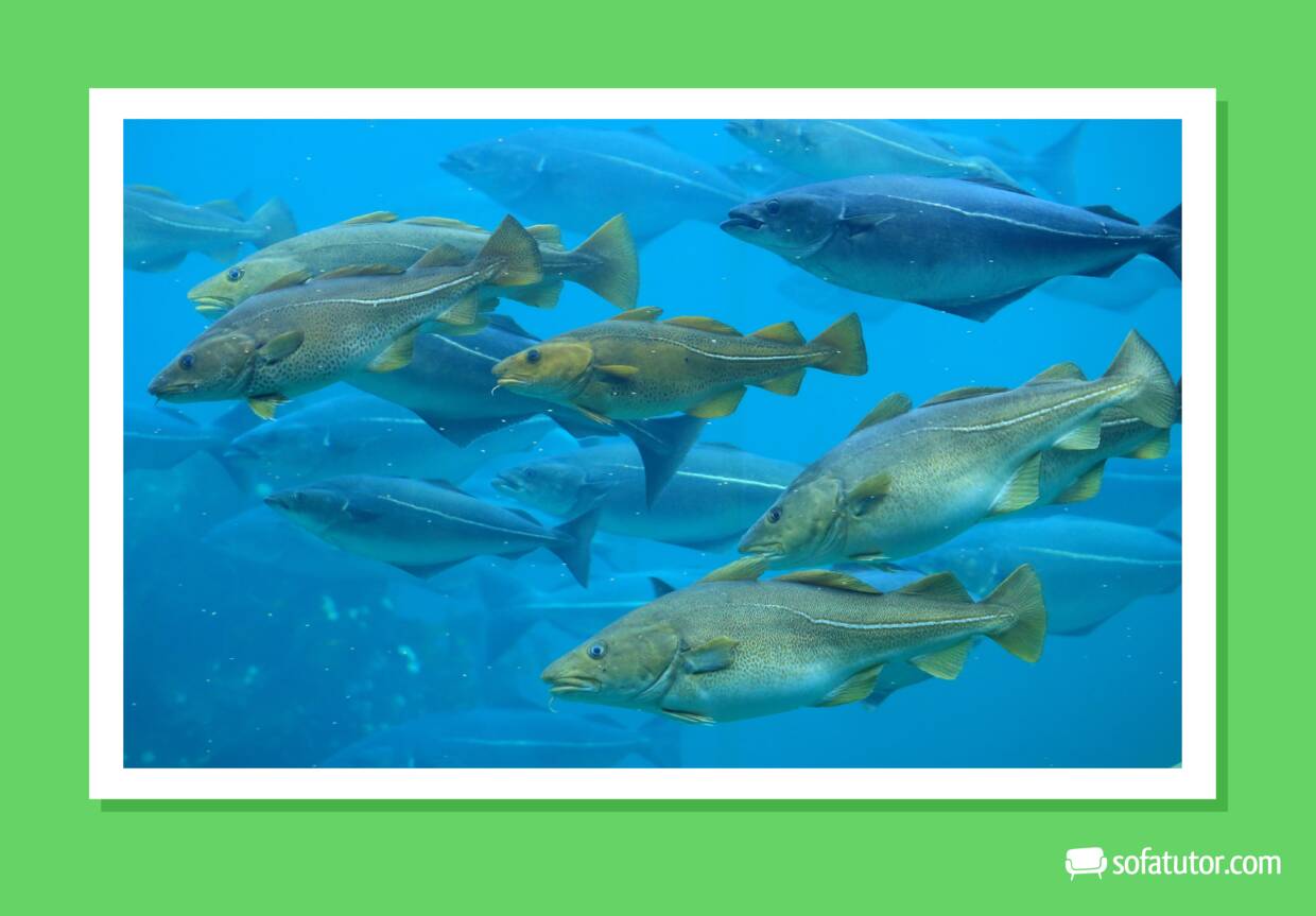 Kabeljau_Seelachs Kabeljau_Seelachs