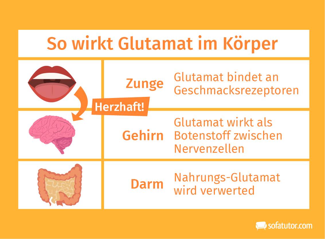 Glutamat im Körper Glutamat im Körper