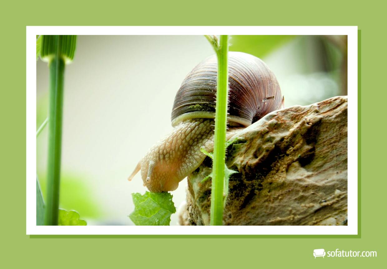 Weichtier_Weinbergschnecke