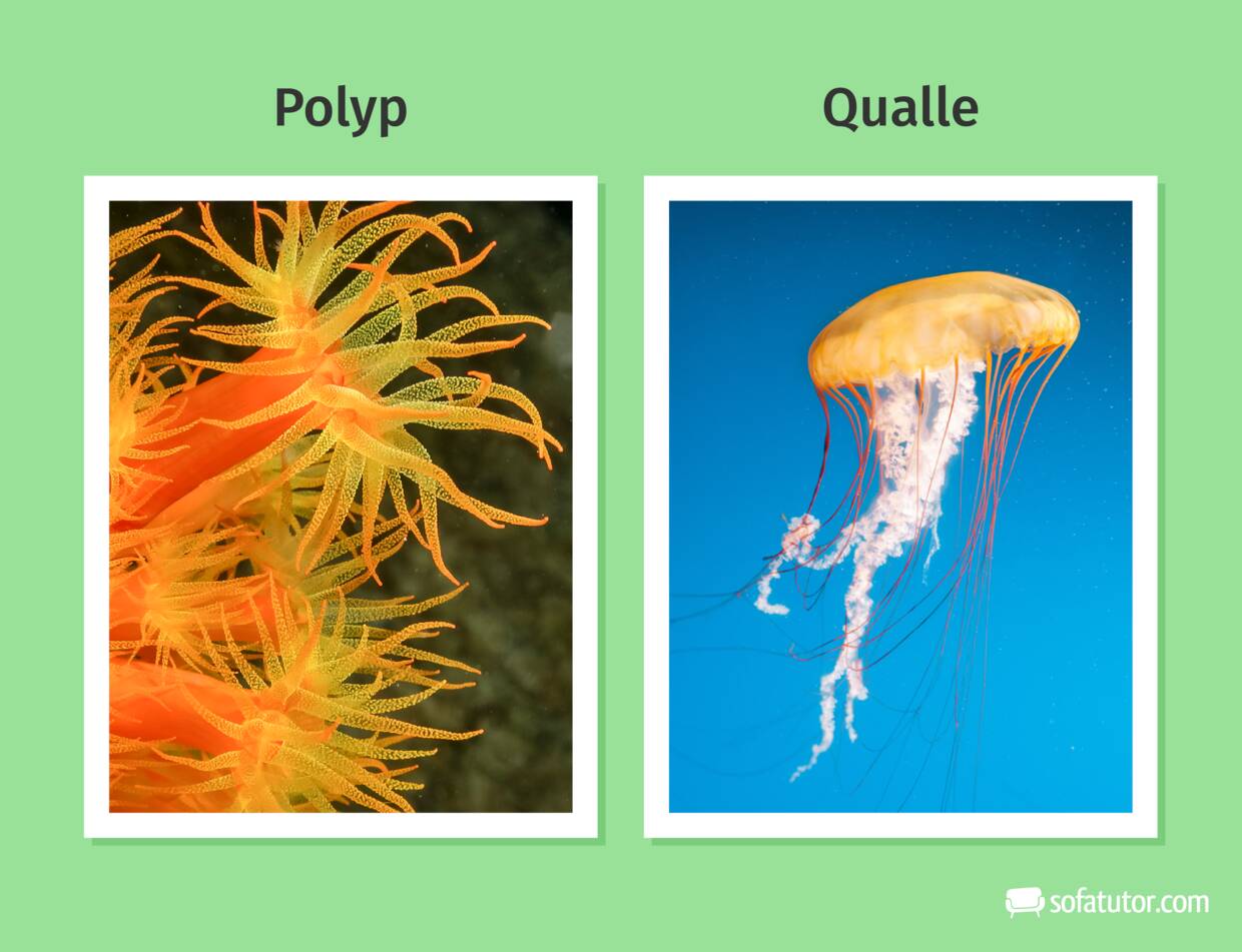 Qualle und Polyp Qualle und Polyp
