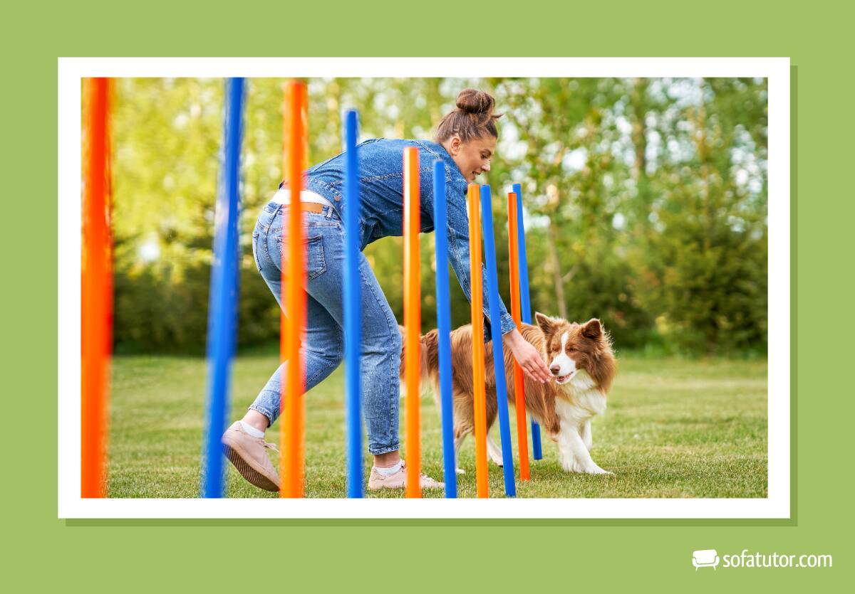 Hund Bewegung im Alltag Agility