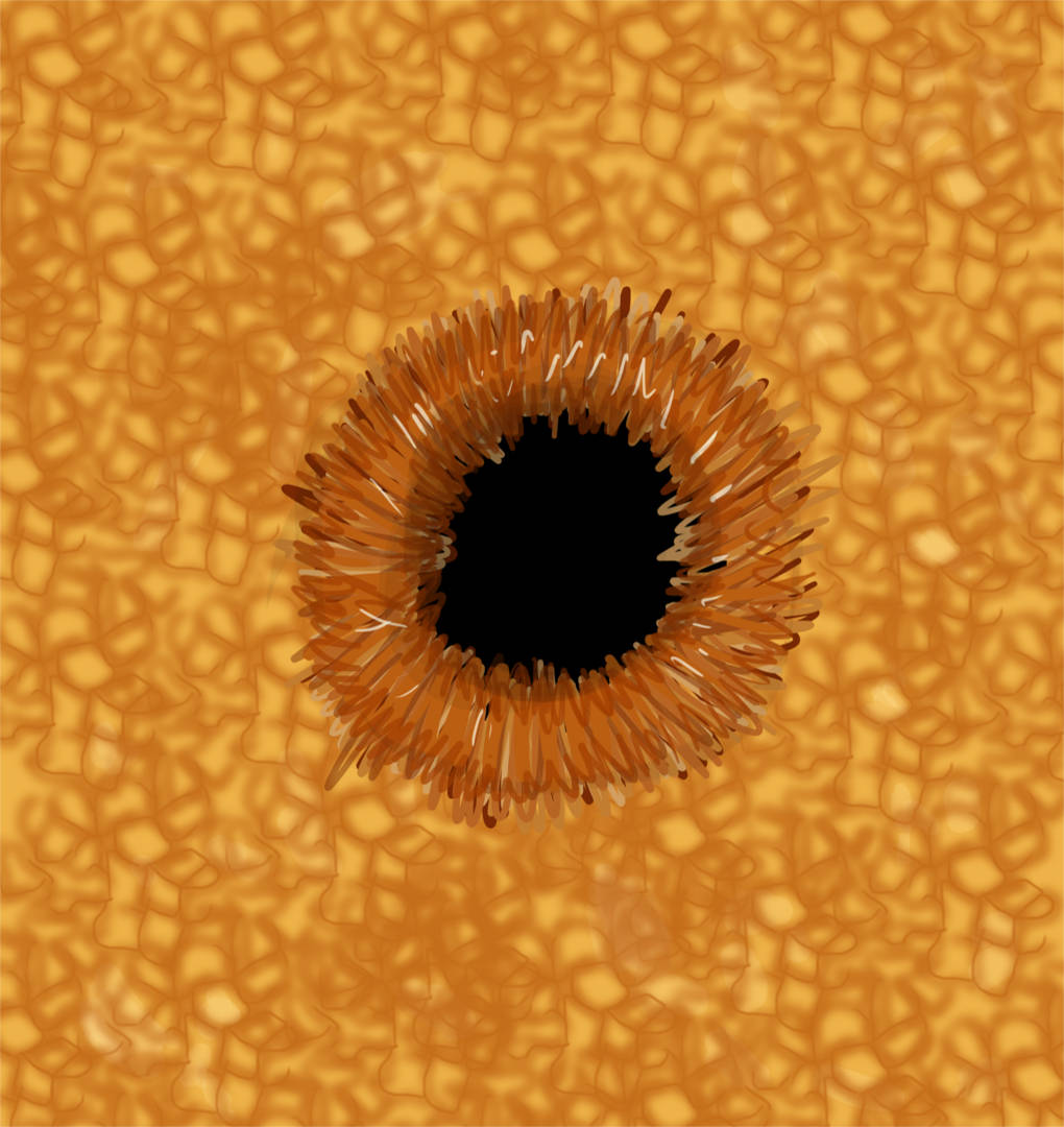 Sonnenfleck mit Granulation.jpg
